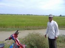 Rice fields behind my driver