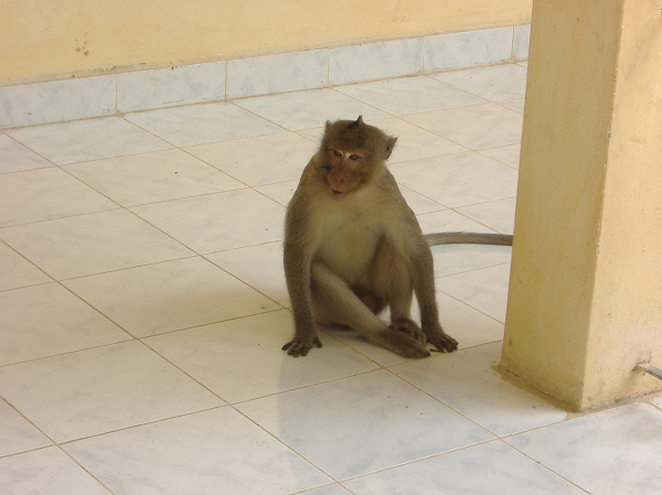 写真：　お寺の猿。３月２６日撮影 （２００６年　THE POVERTIST / Ippei Tsuruga）